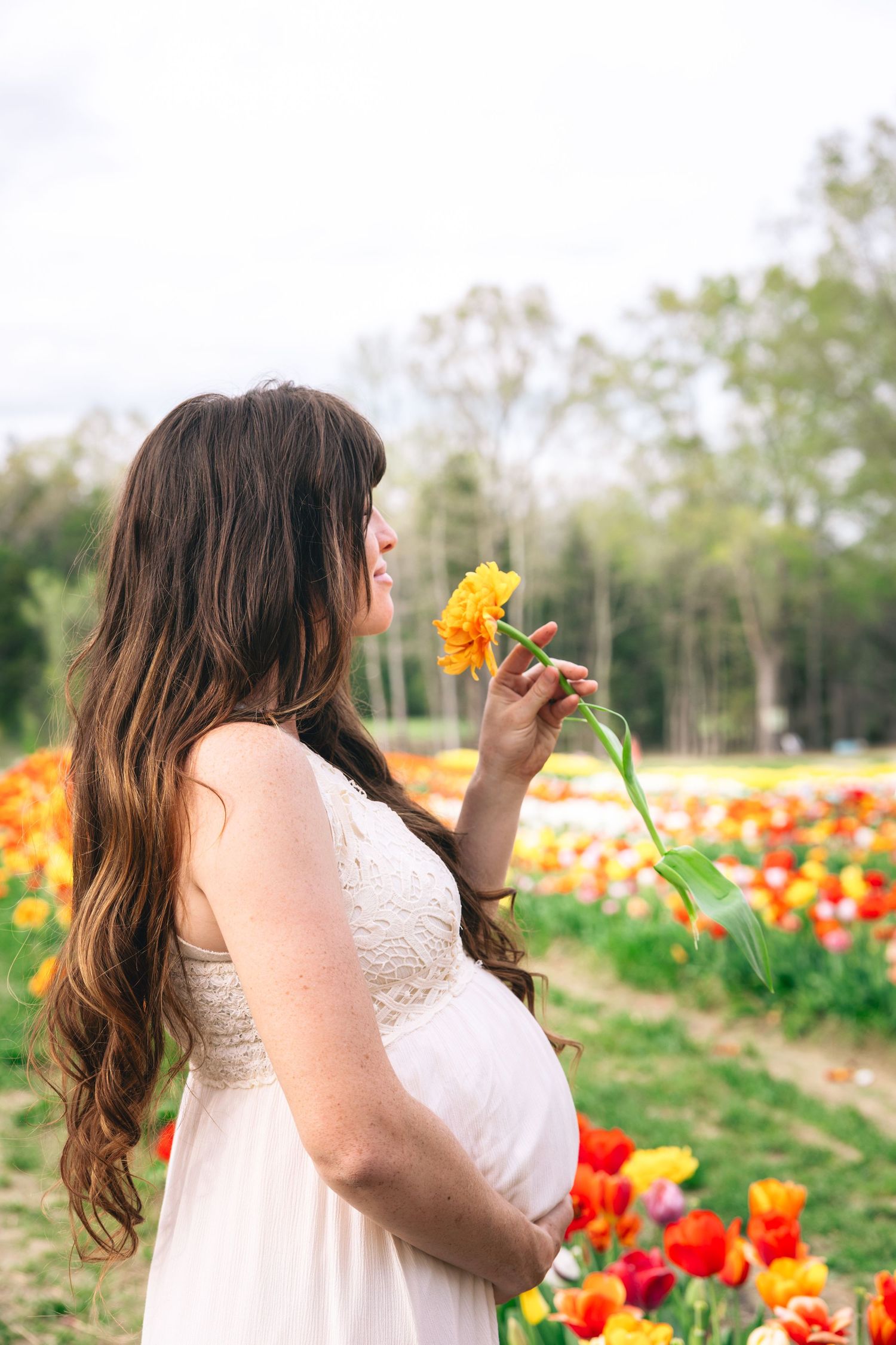 A pregnant woman in a white dress holds a sunflower while standing in a colorful tulip garden. Lorenzen Tulips Farm Sign, Tennessee