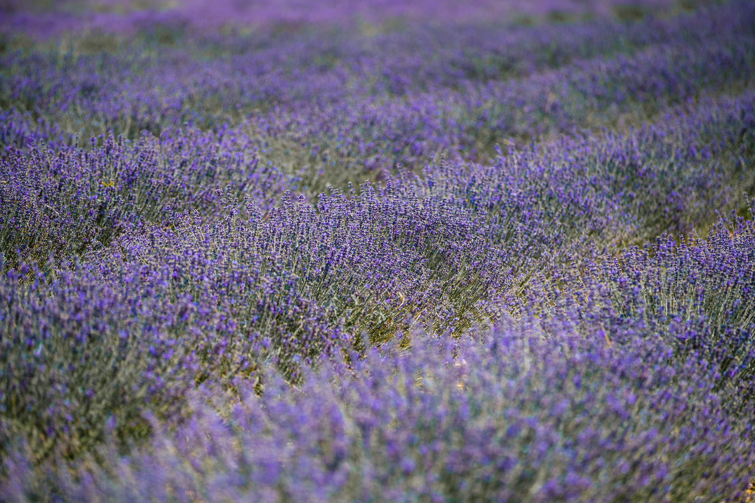 Beautiful lavender field full of purple blooms stretching across a natural landscape in soft focus.