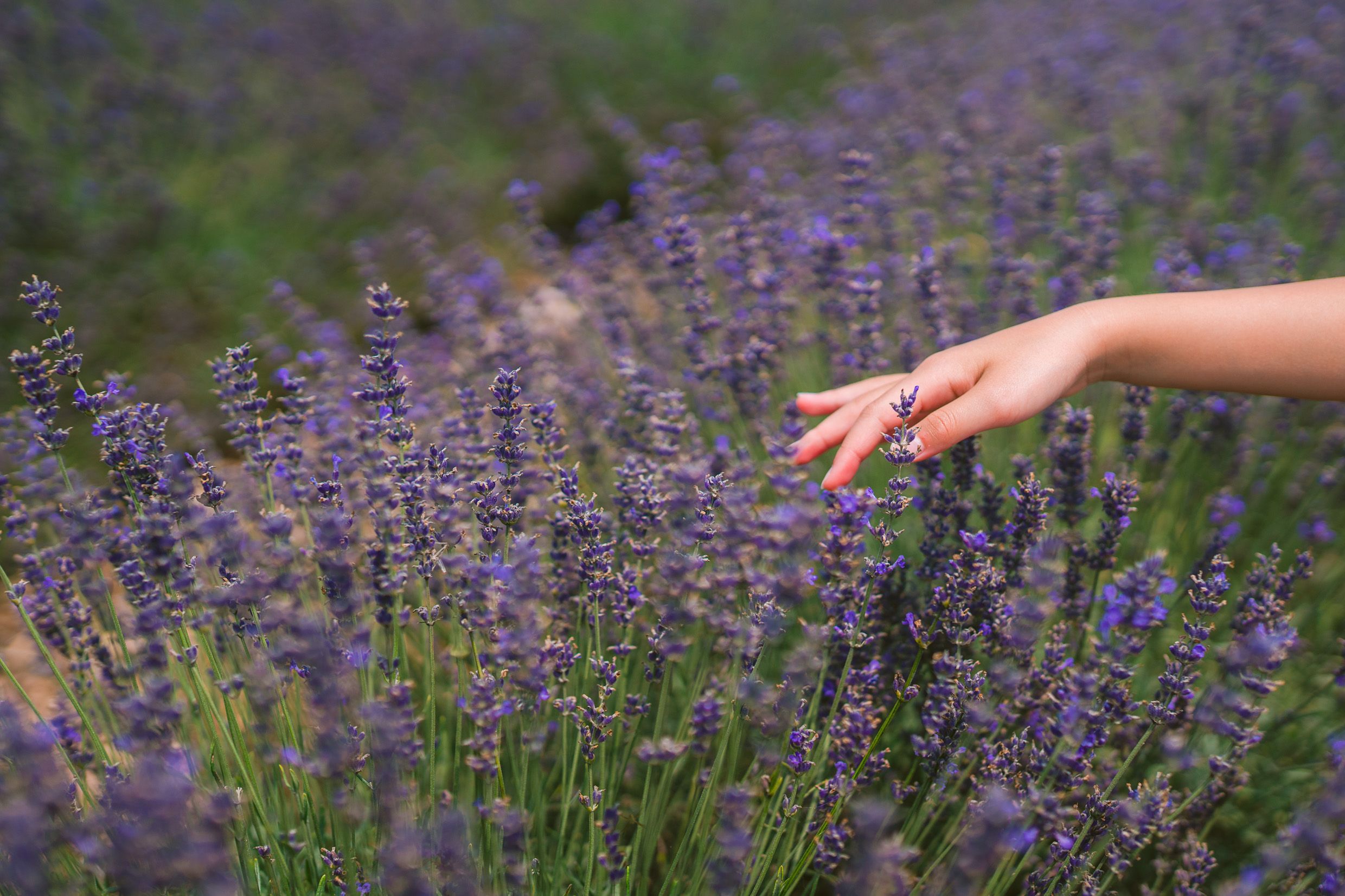 A hand gently touches blooming purple lavender flowers in a summer garden field.