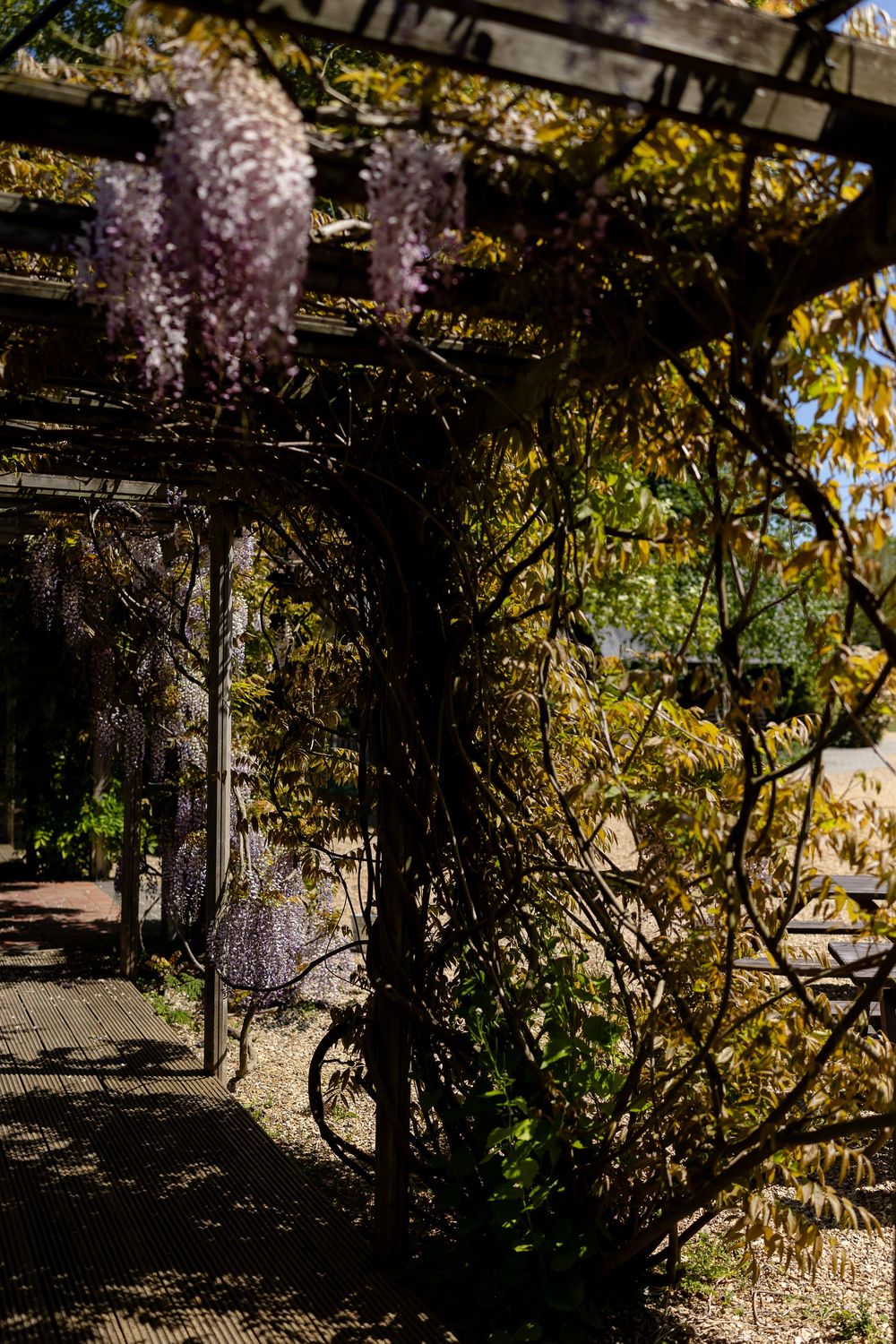 Hanging purple wisteria blooms drape elegantly over a wooden pergola in a sunlit garden path.
