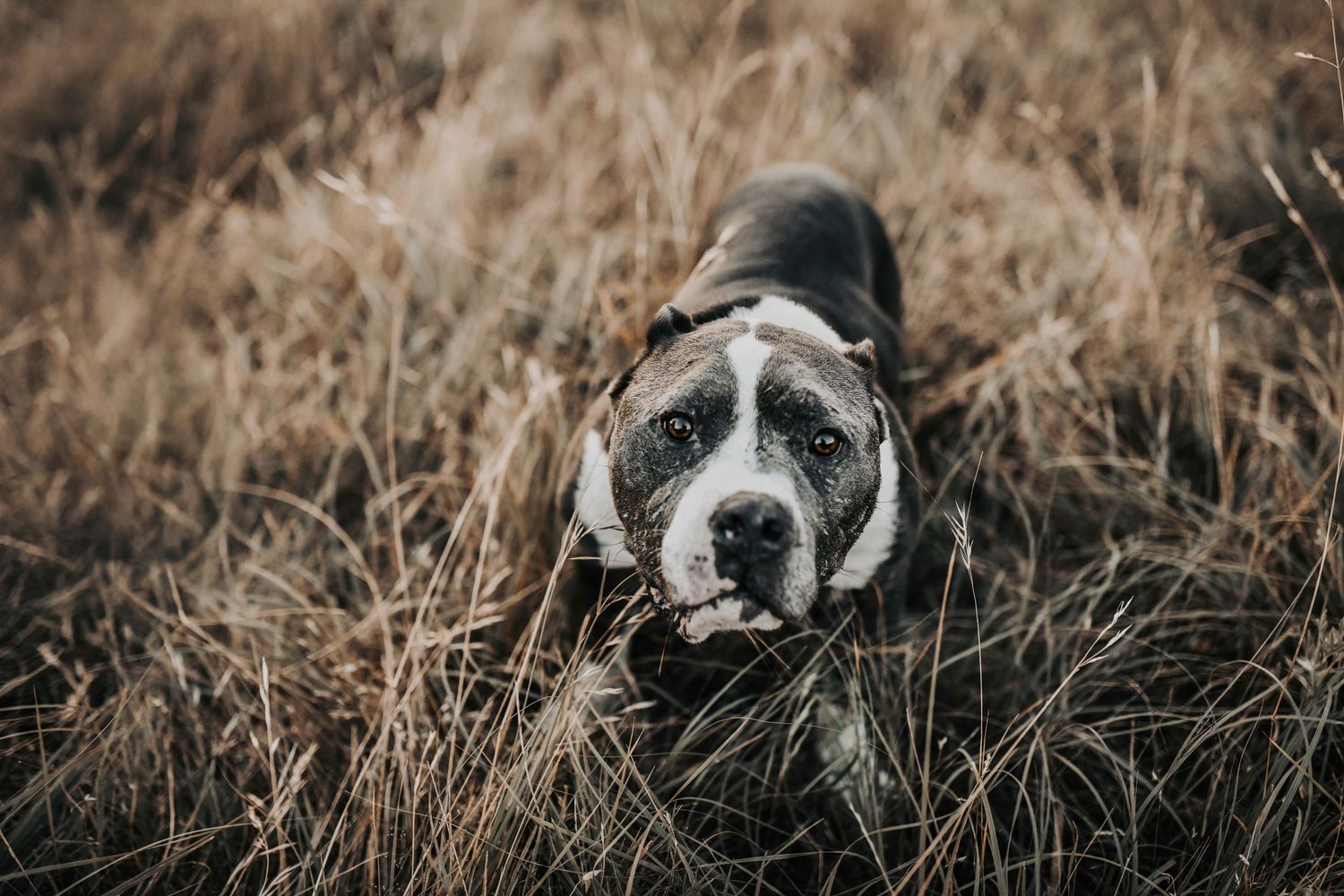 an adorable super sweet pit bull poses in a field of golden grass at sunset for family photos