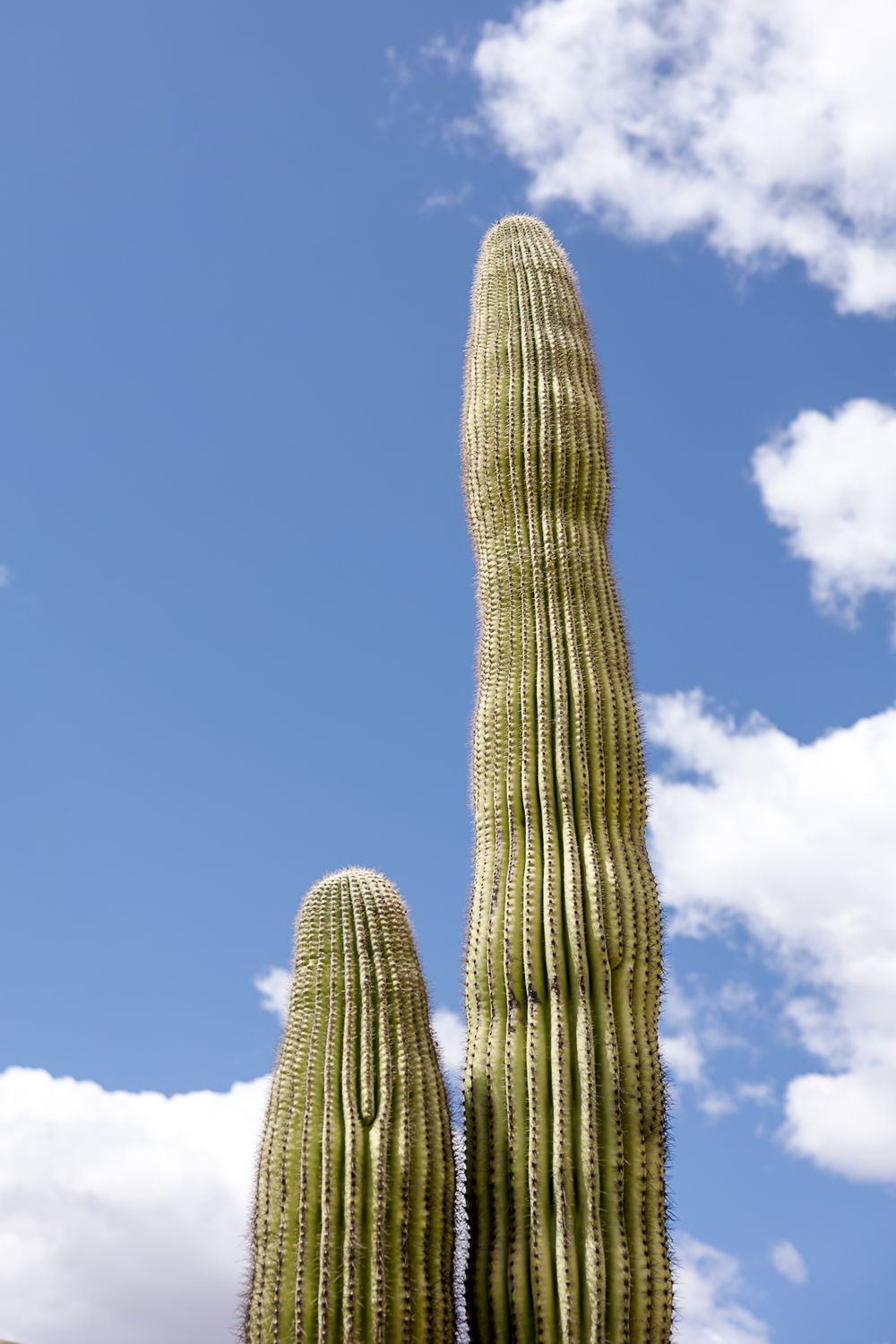Tall saguaro cactus reaching up towards a blue sky with white puffy clouds in the desert landscape.