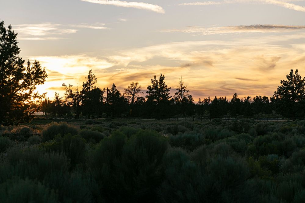 Golden sunset sky over silhouetted pine trees in a desert landscape.