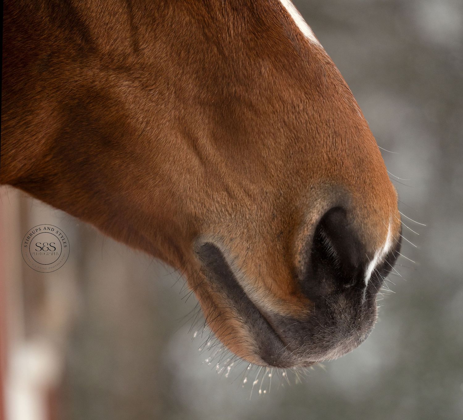 Horse muzzle