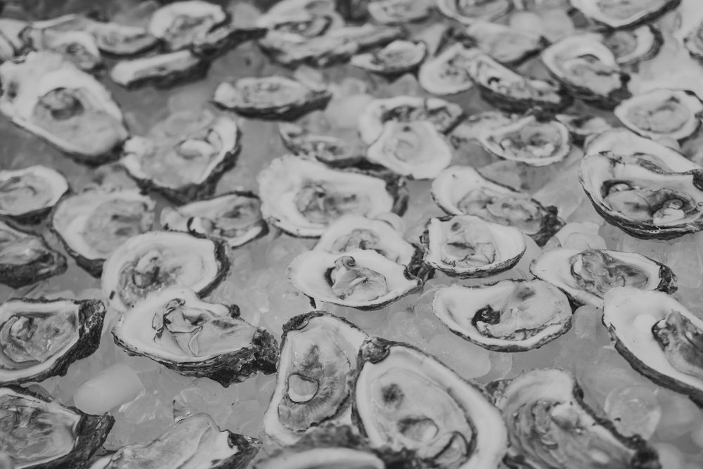 Black and white photograph showing rows of freshly shucked oysters on ice at a seafood market or restaurant.