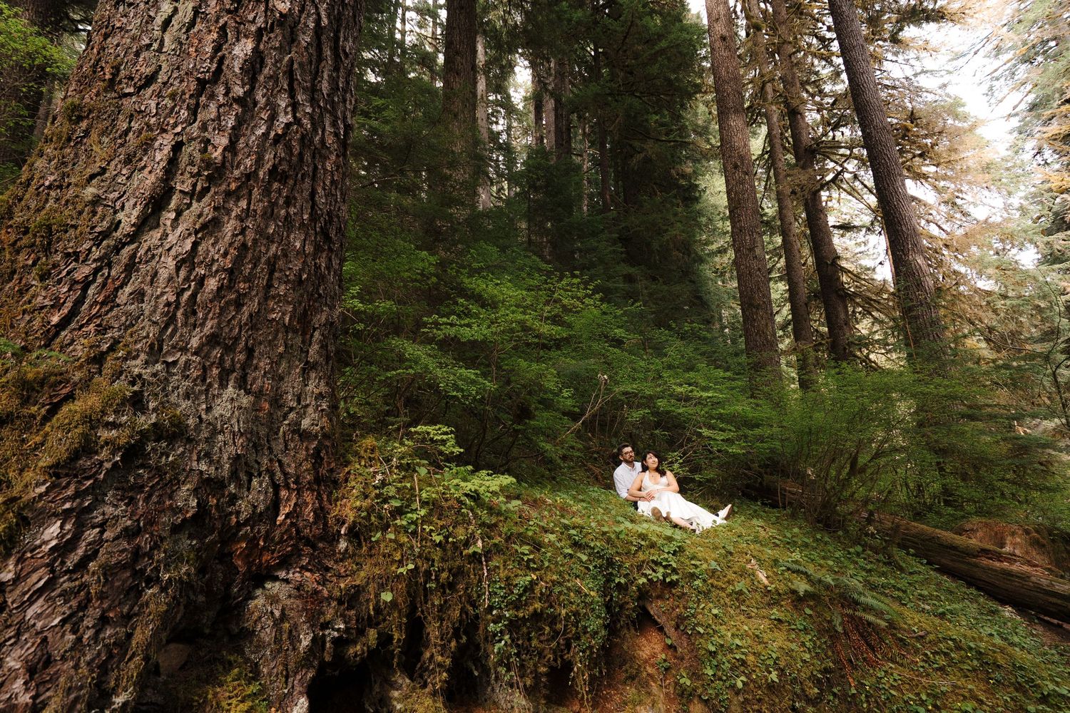 A couple sits on a mossy forest floor surrounded by towering evergreen trees in a Pacific Northwest woodland setting.