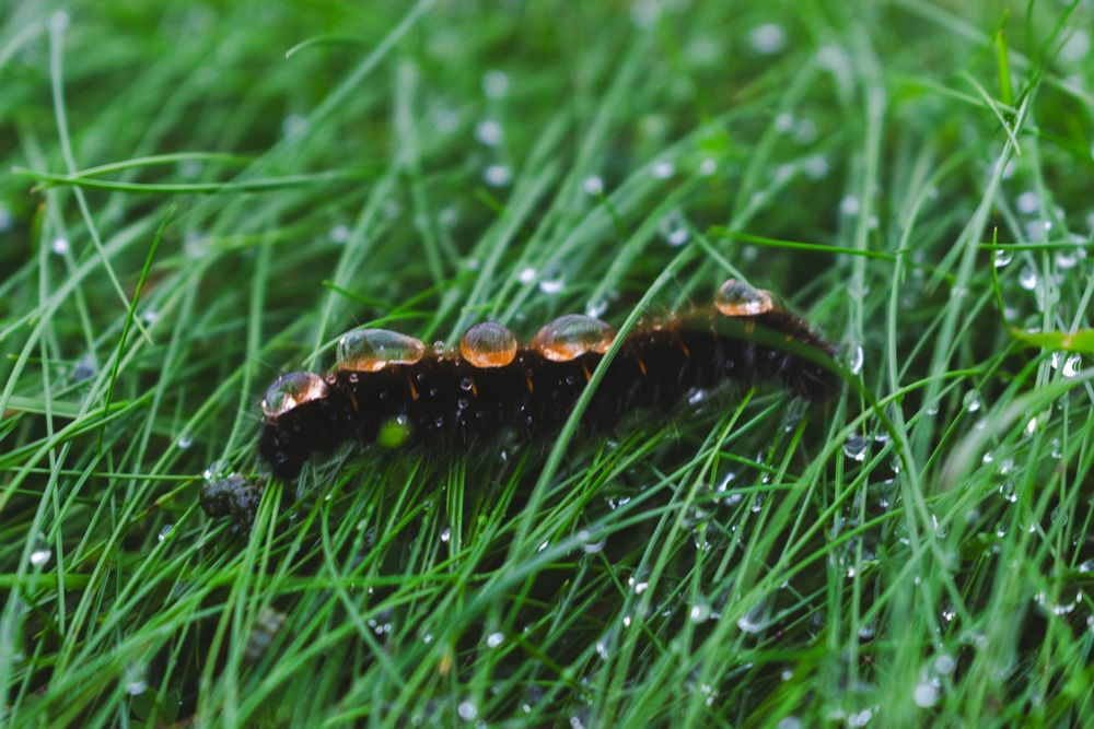 chenille en irlande