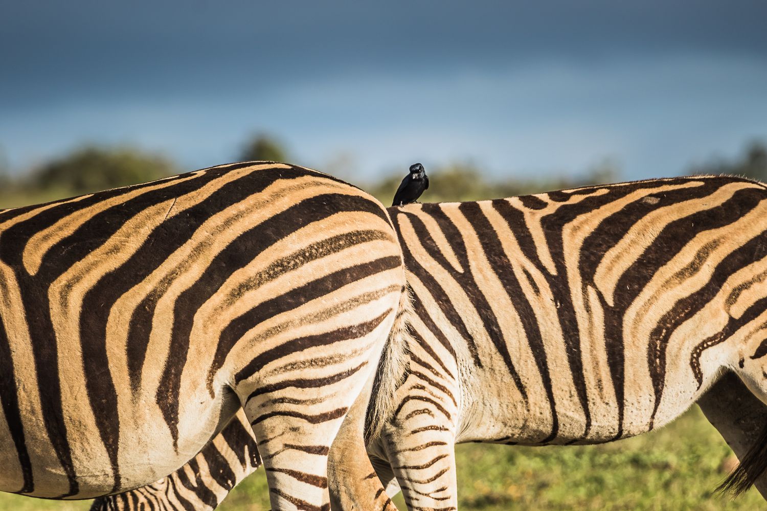 A small bird perches on the striped back of a zebra in the African savanna, showcasing a natural symbiotic relationship.