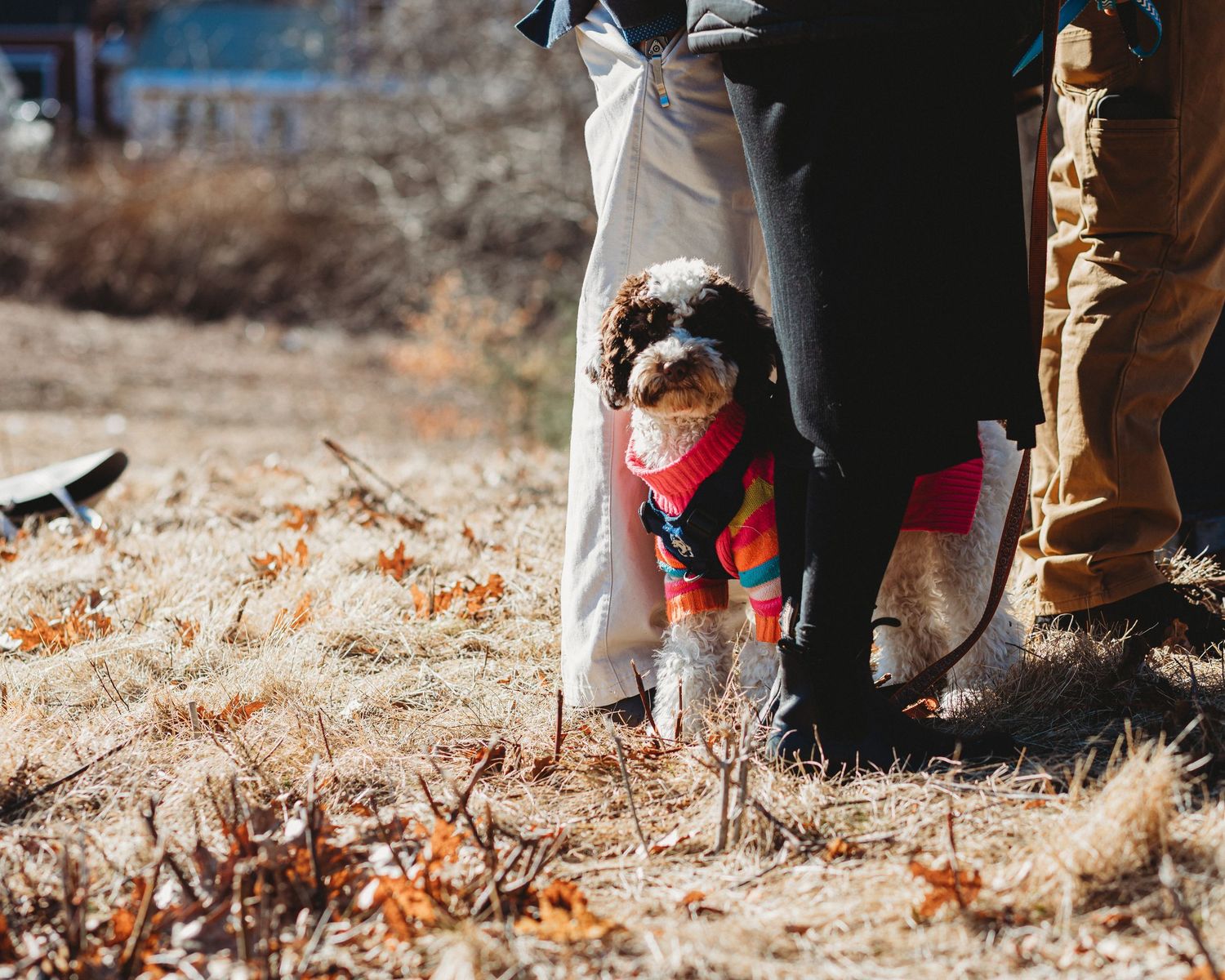 Professional photo of a dog in a wedding