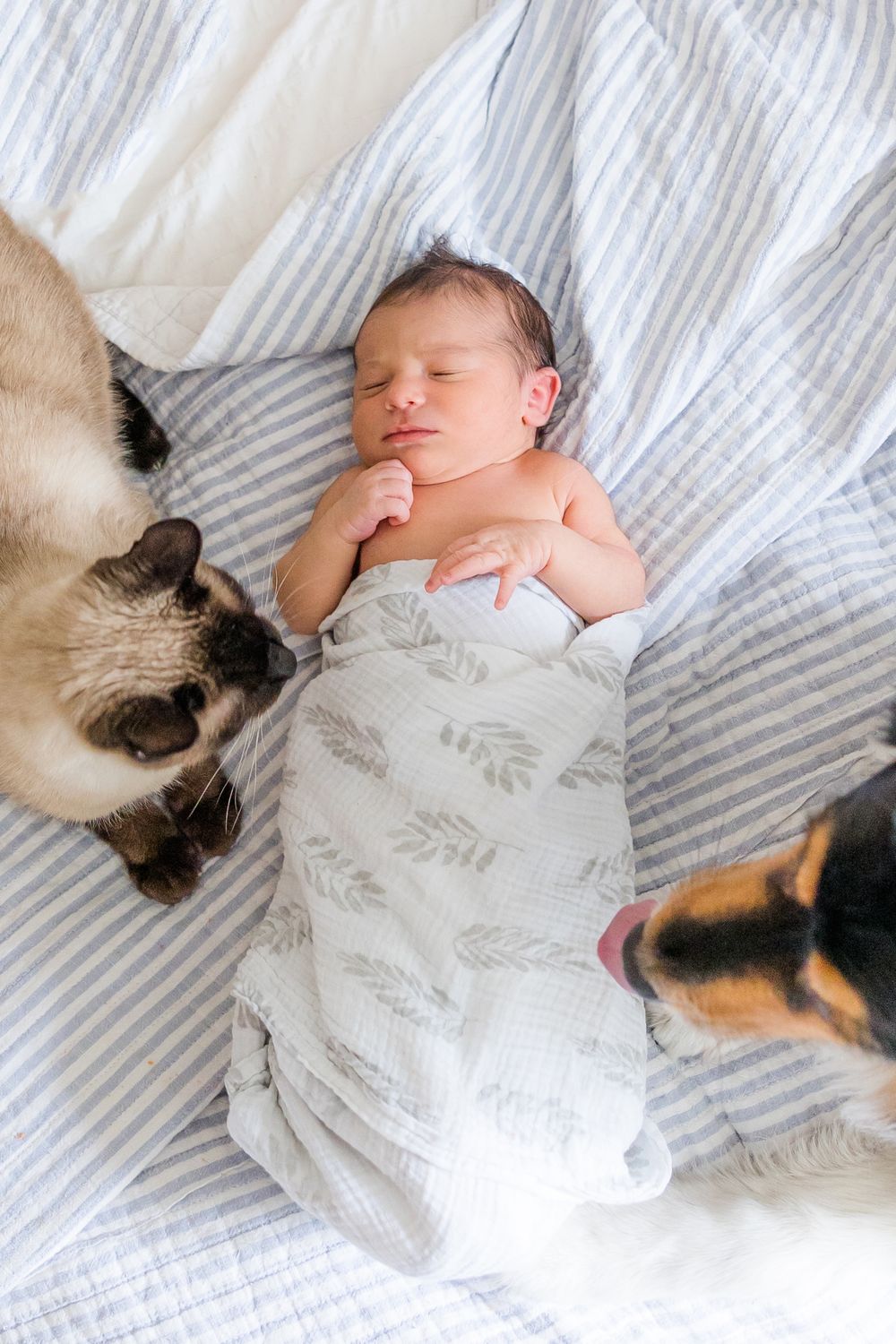 A sleeping swaddled newborn baby rests peacefully on striped bedding while two cats curiously observe from nearby.