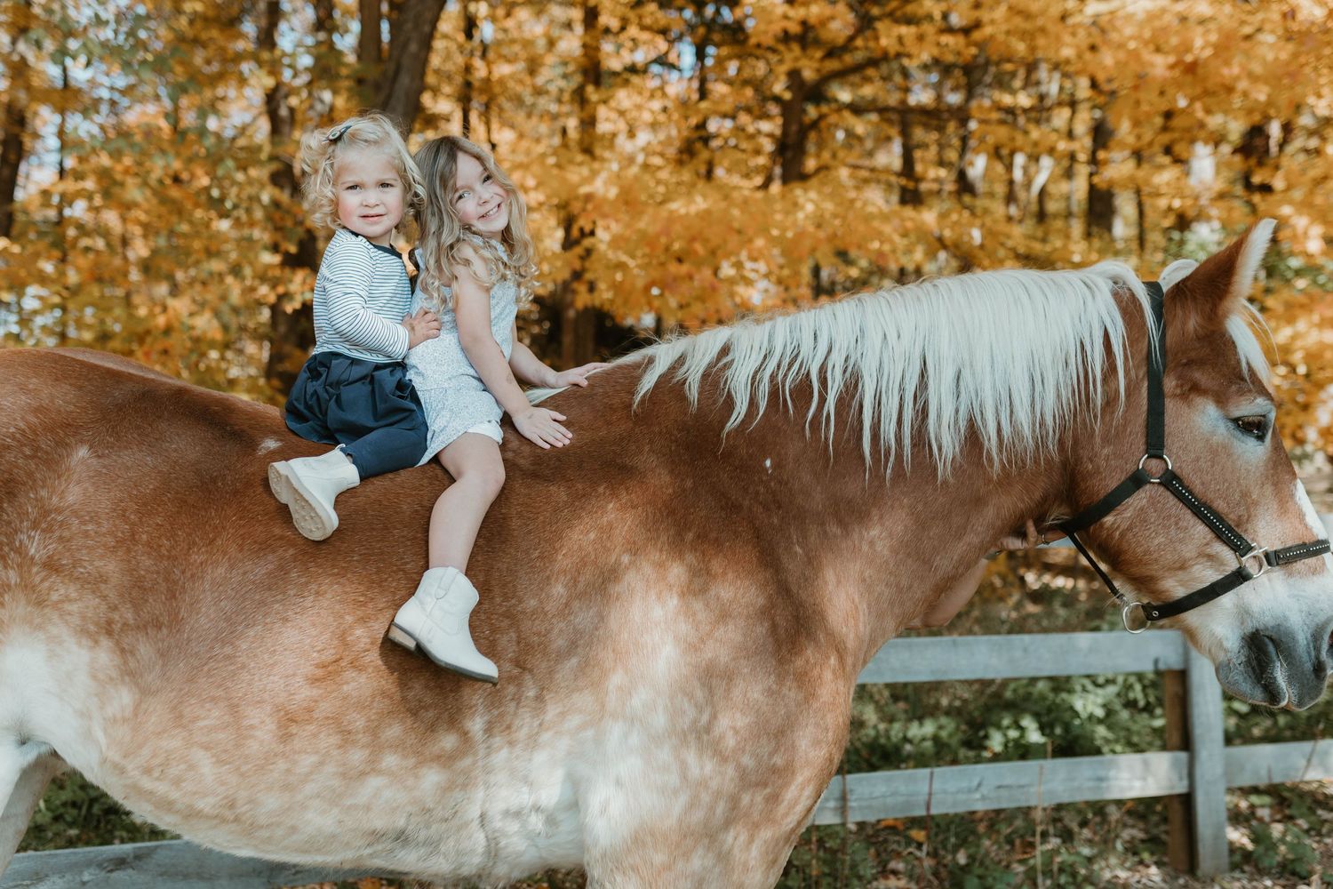 Riders sit atop a large brown and white horse in an autumn forest with golden leaves in the background.