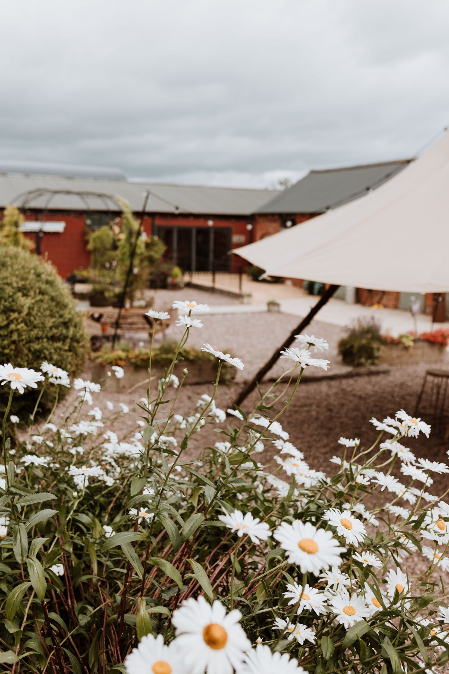 White daisies bloom in front of rustic red buildings with a covered courtyard area on a cloudy day at Stanford Farm.