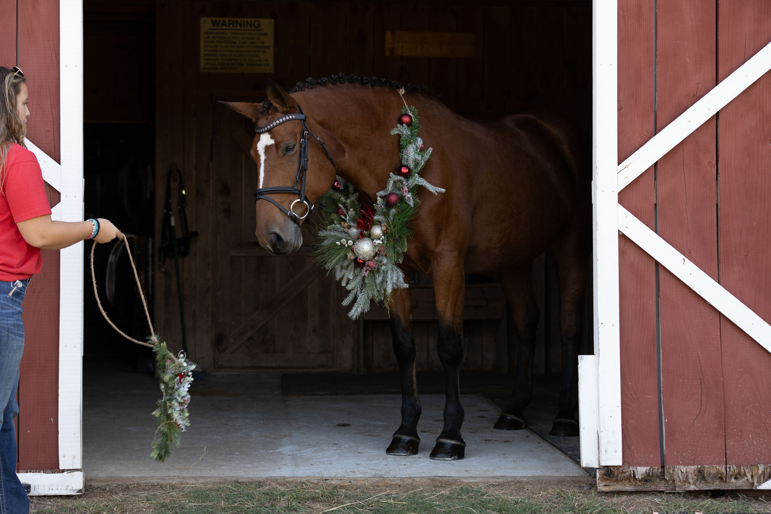 Horse decorated with winter greenery standing in red barn doorway.