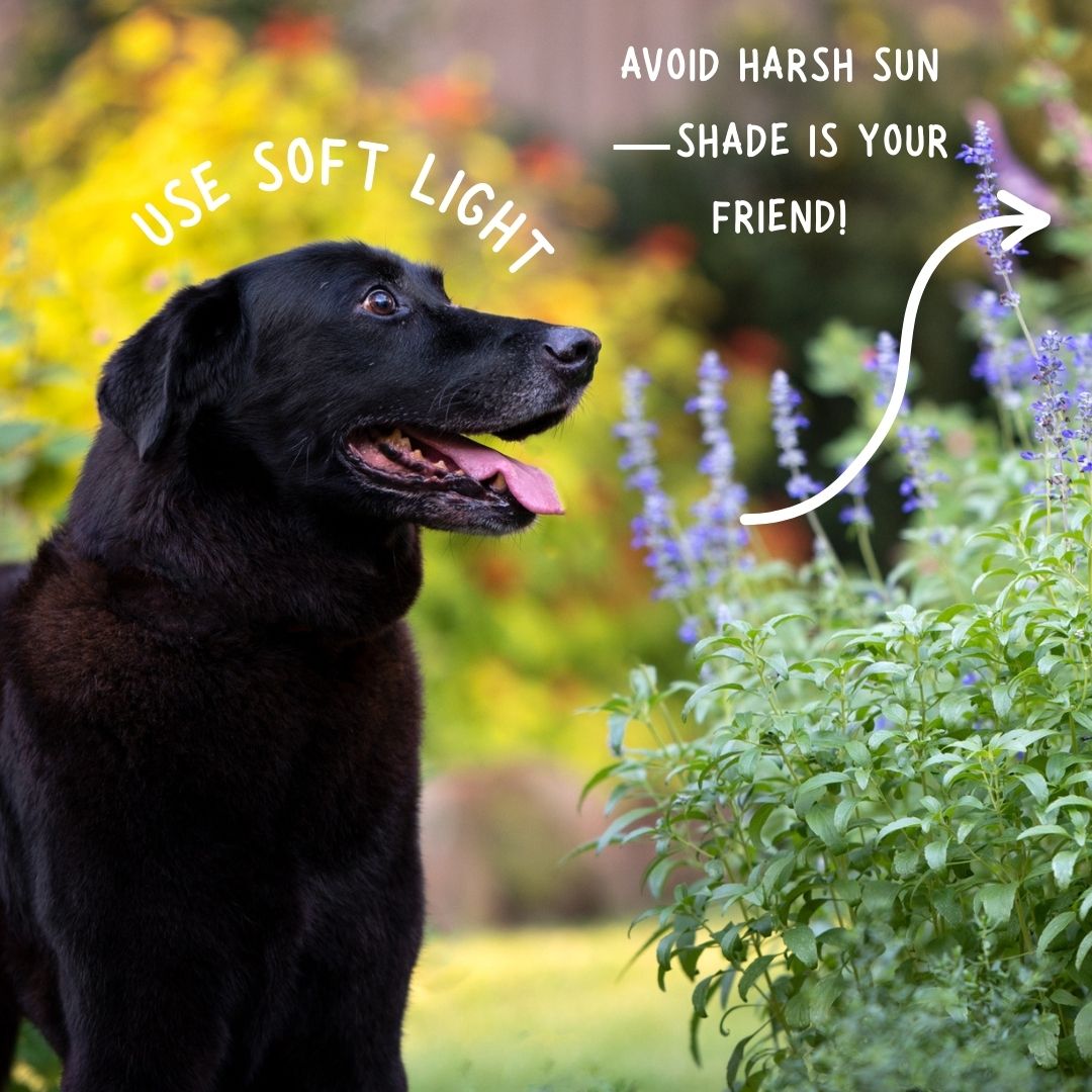 Black dog photography with text overlay about using soft light and avoiding harsh sun for better photography.