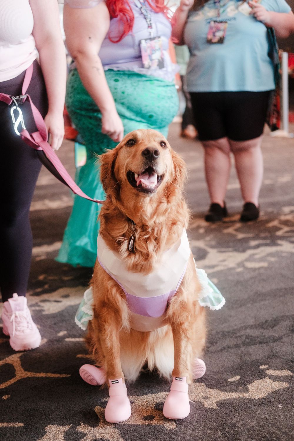 A happy golden retriever wearing pink shoes and a white dress sits on a leash at an outdoor event.