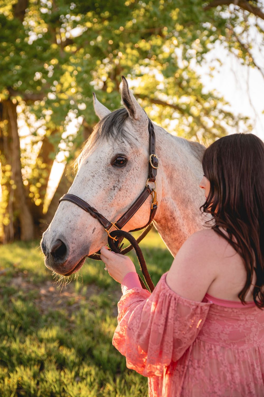 A beautiful dappled grey horse is gently nuzzled in golden sunlight while wearing a brown leather halter.