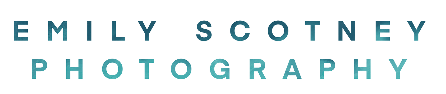 Simple blue text logo for Emily Scotney Photography with clean minimalist design against white background.