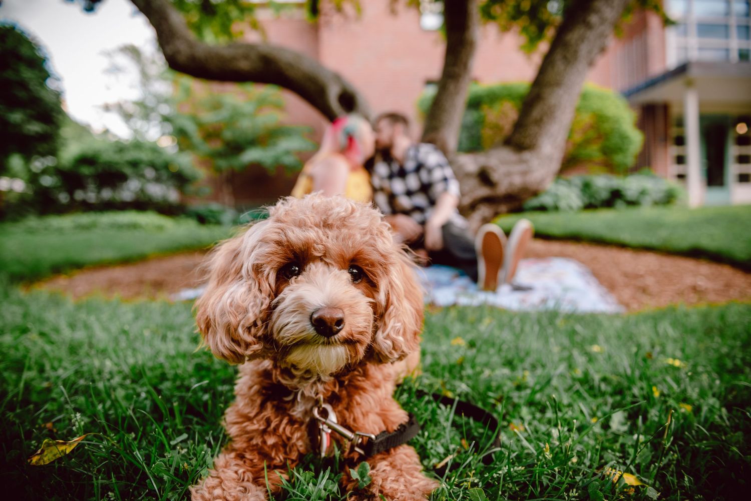 Cute goldendoodle dog in foreground with couple sitting on blanket in background. Massachusetts Engagement Photographer- Affordable