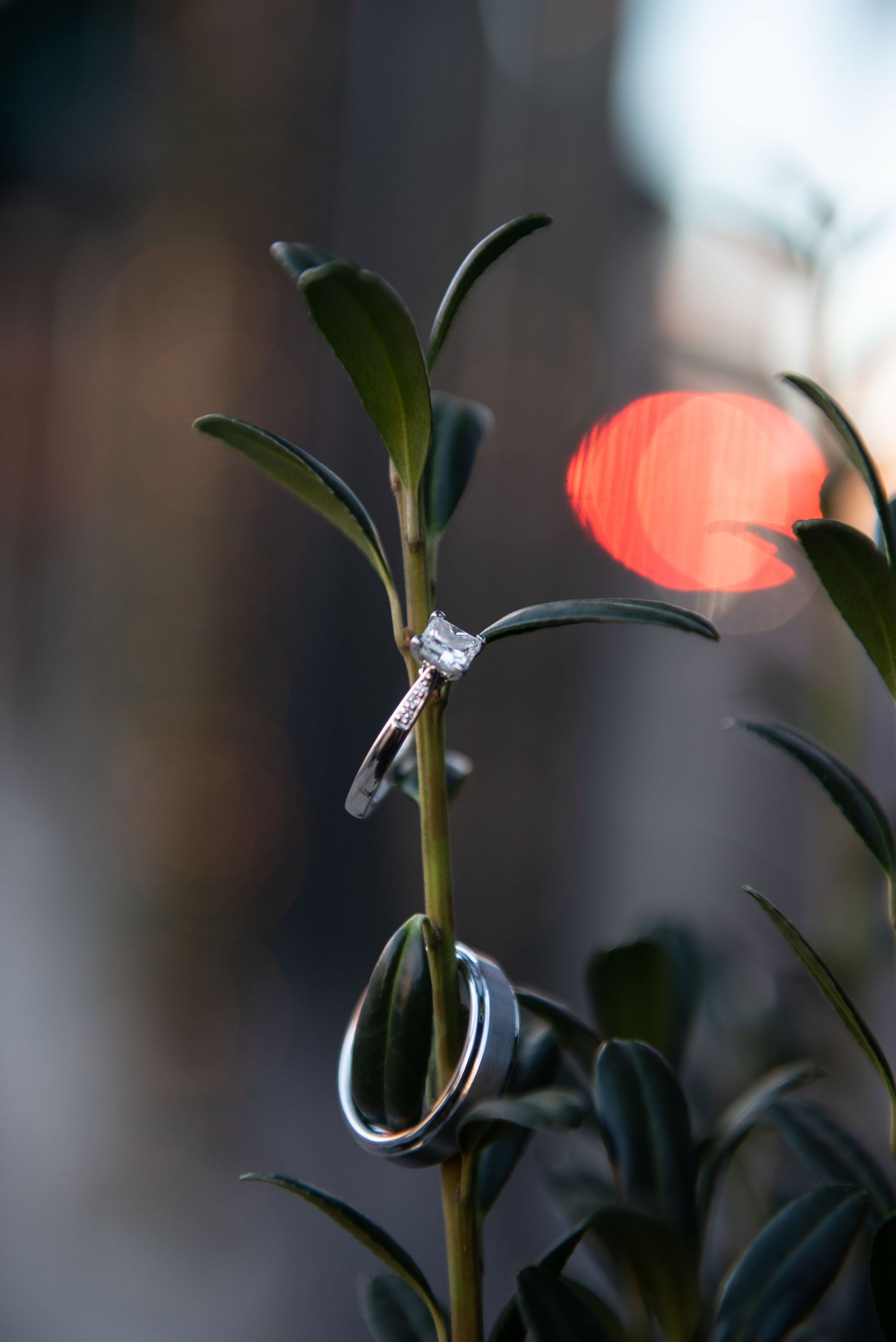 Wedding rings artistically displayed on green plant stems with soft bokeh background. Massachusetts Engagement Photographer