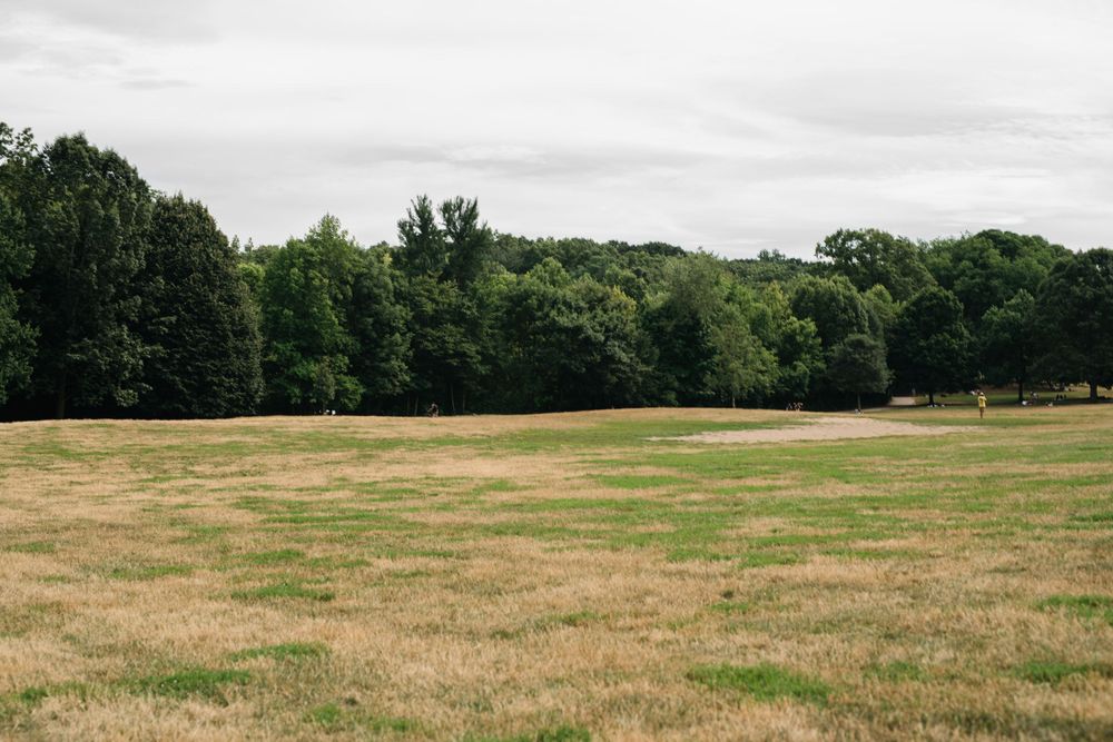 A serene landscape view of an open grassy field bordered by green trees under an overcast sky.
