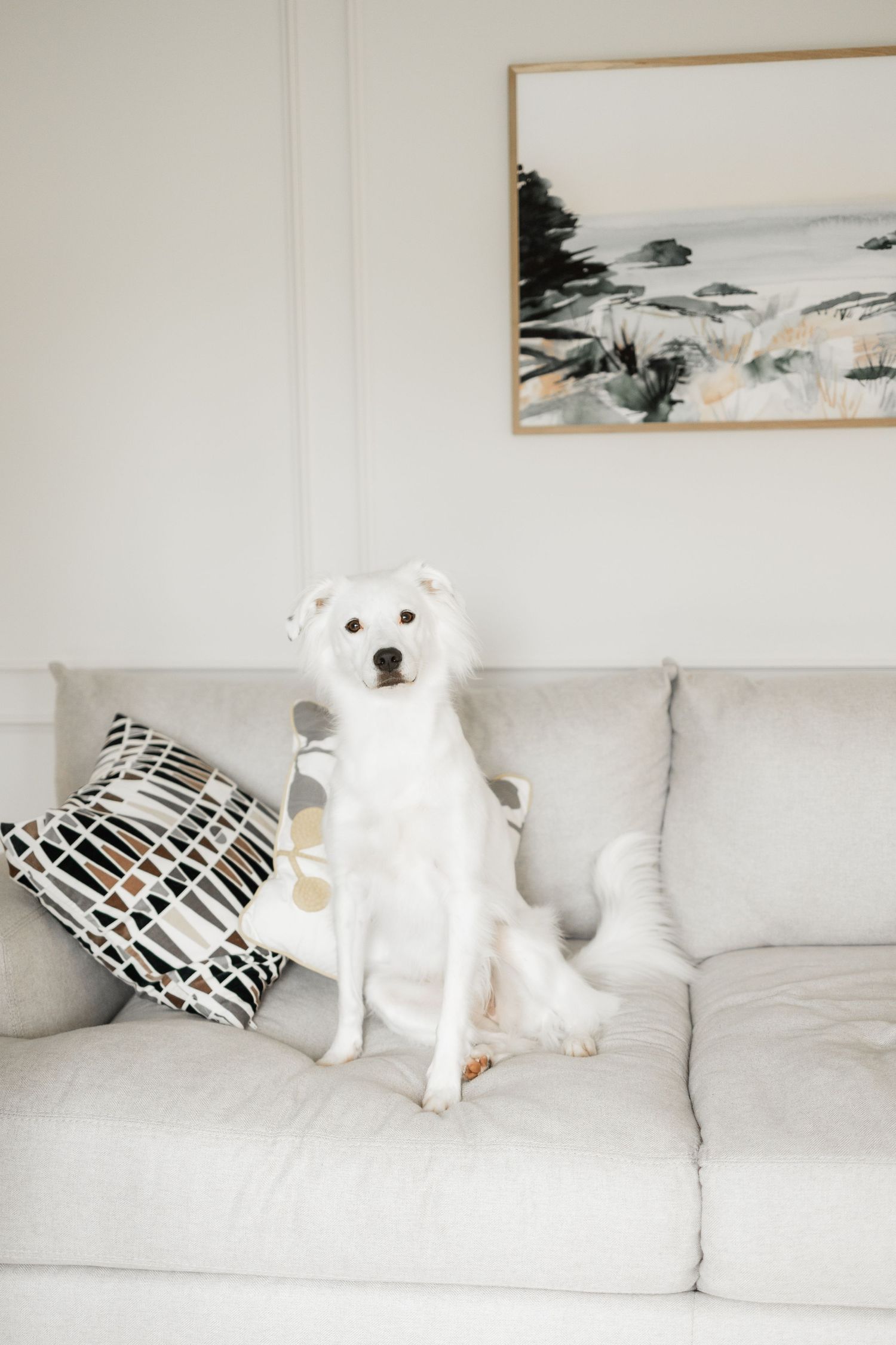 White dog sits alertly on gray couch with decorative pillows and abstract art on wall.