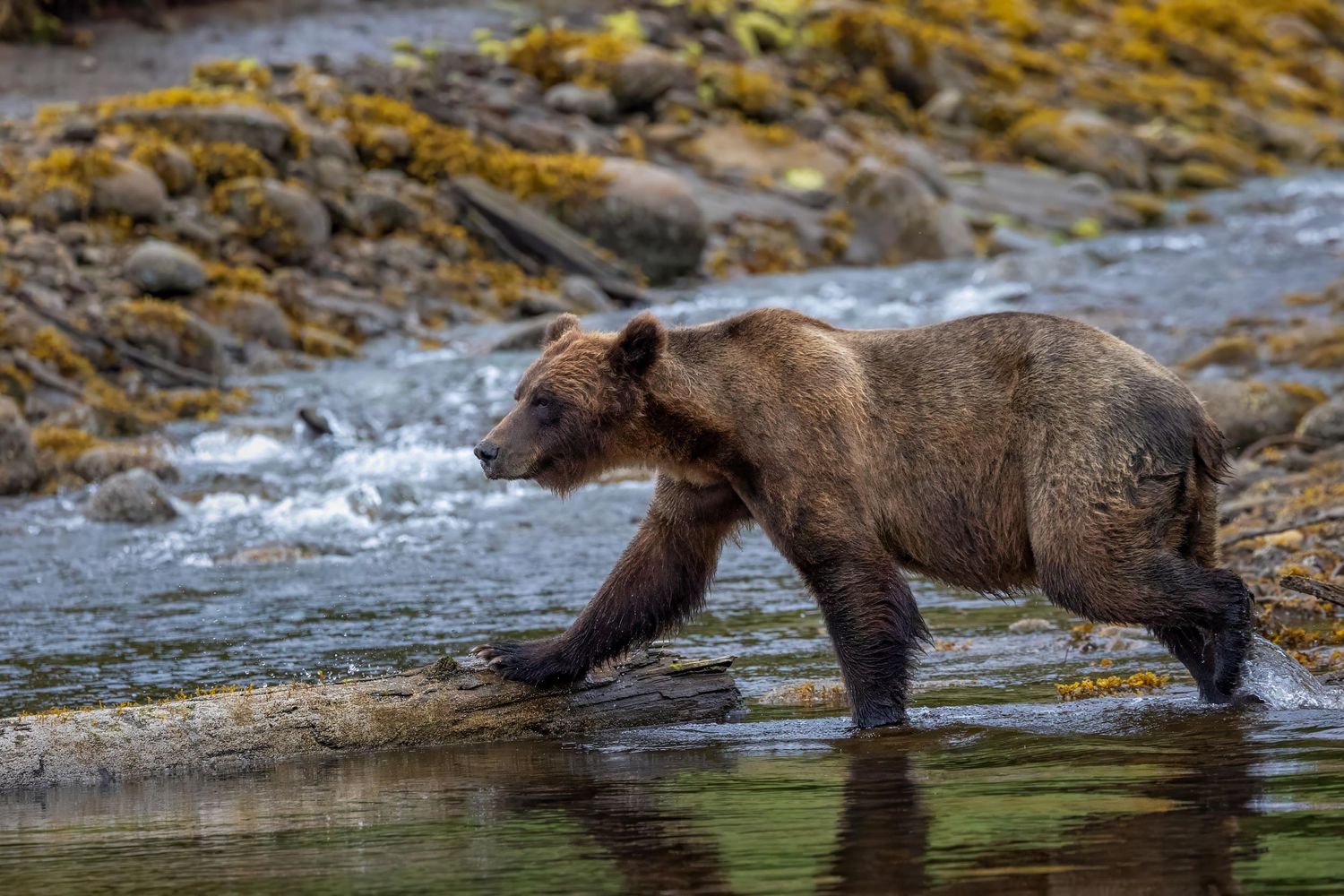 Brown bear wading through shallow water along a rocky shoreline covered in seaweed.