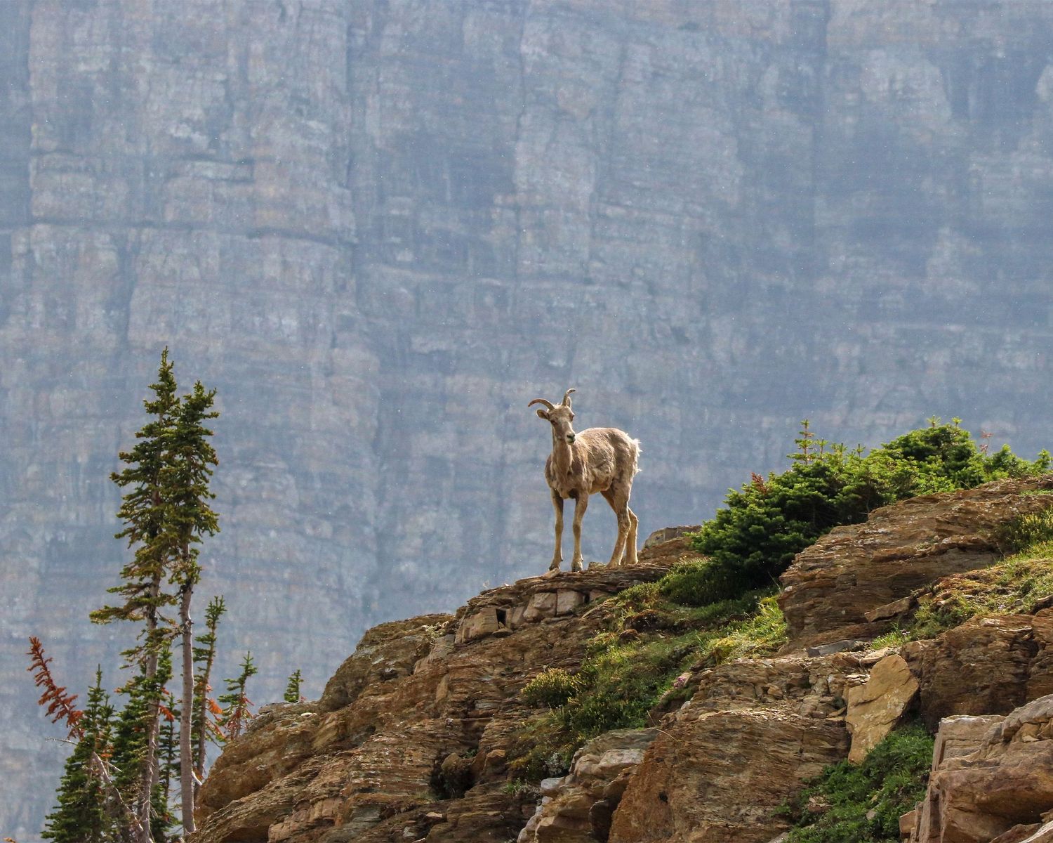 A young bighorn sheep stands on top of a ridge in Glacier National Park.