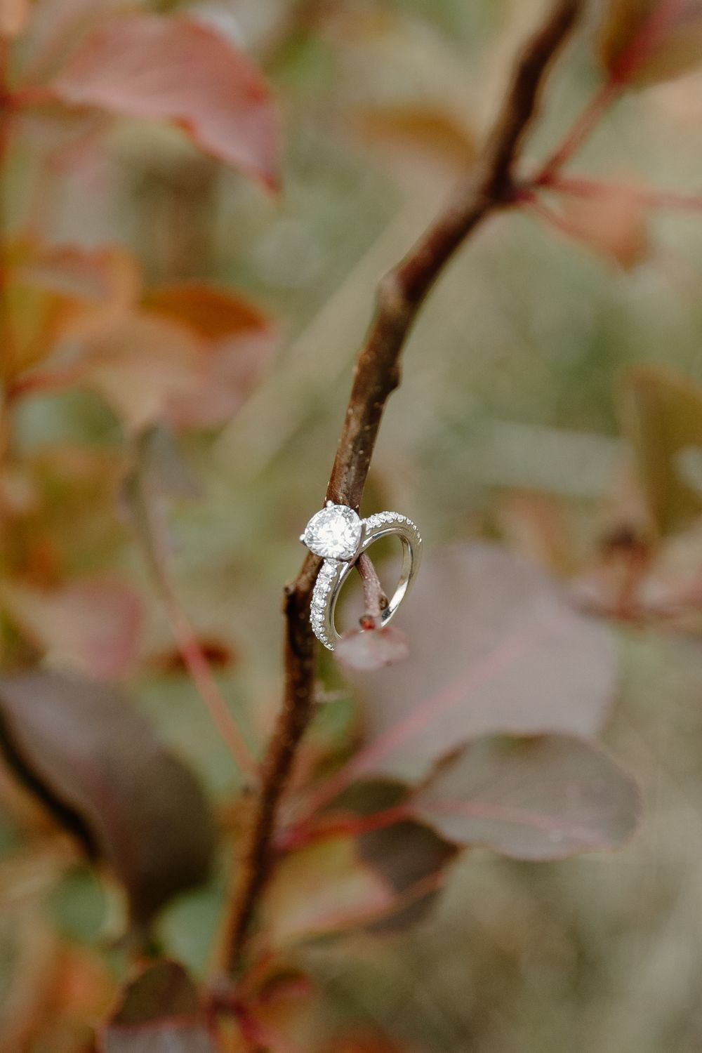 A diamond engagement ring balanced on a branch with soft autumn colors in the background.