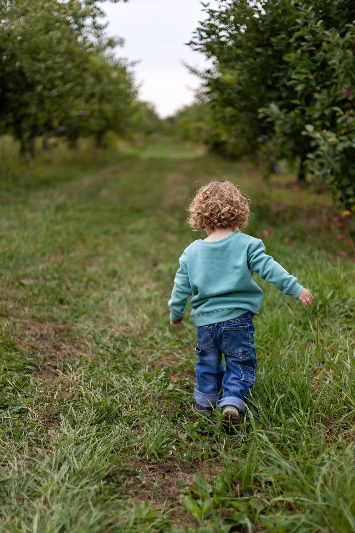 Small child in teal sweater and jeans walks along grassy path between rows of fruit trees in an orchard.