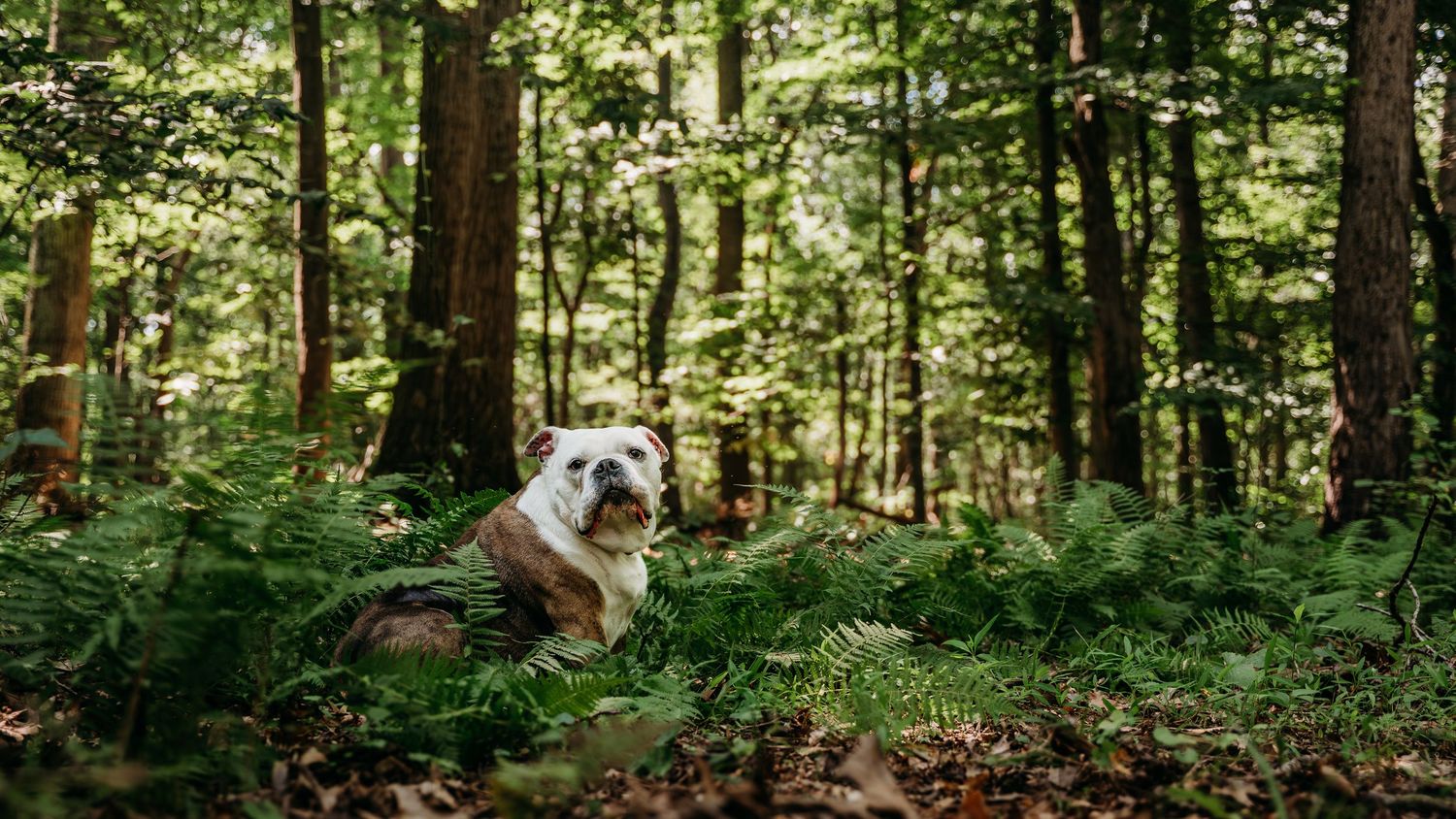 A bulldog sits among the ferns and heather in the woods in Boyce, Virginia near the Shenandoah River in Clarke County.