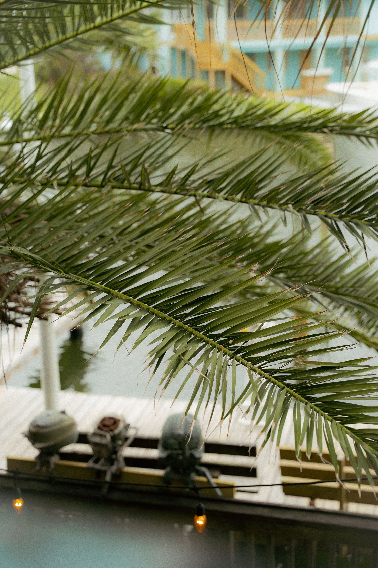 Palm fronds frame a view of a deck with cushioned seating through tropical foliage at a resort setting.