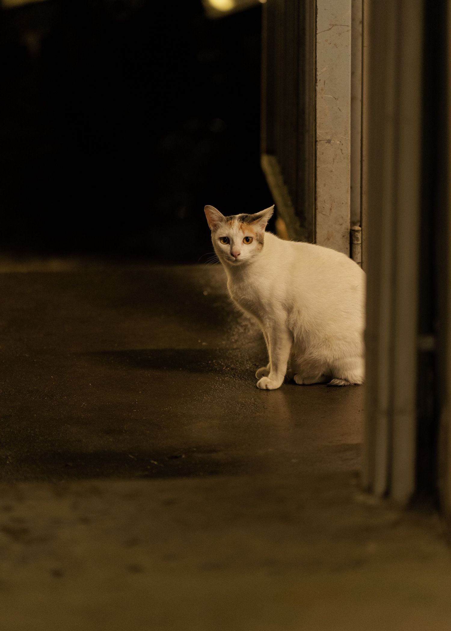 A white cat with dark markings sits in a dimly lit doorway, casting shadows on the concrete floor.
