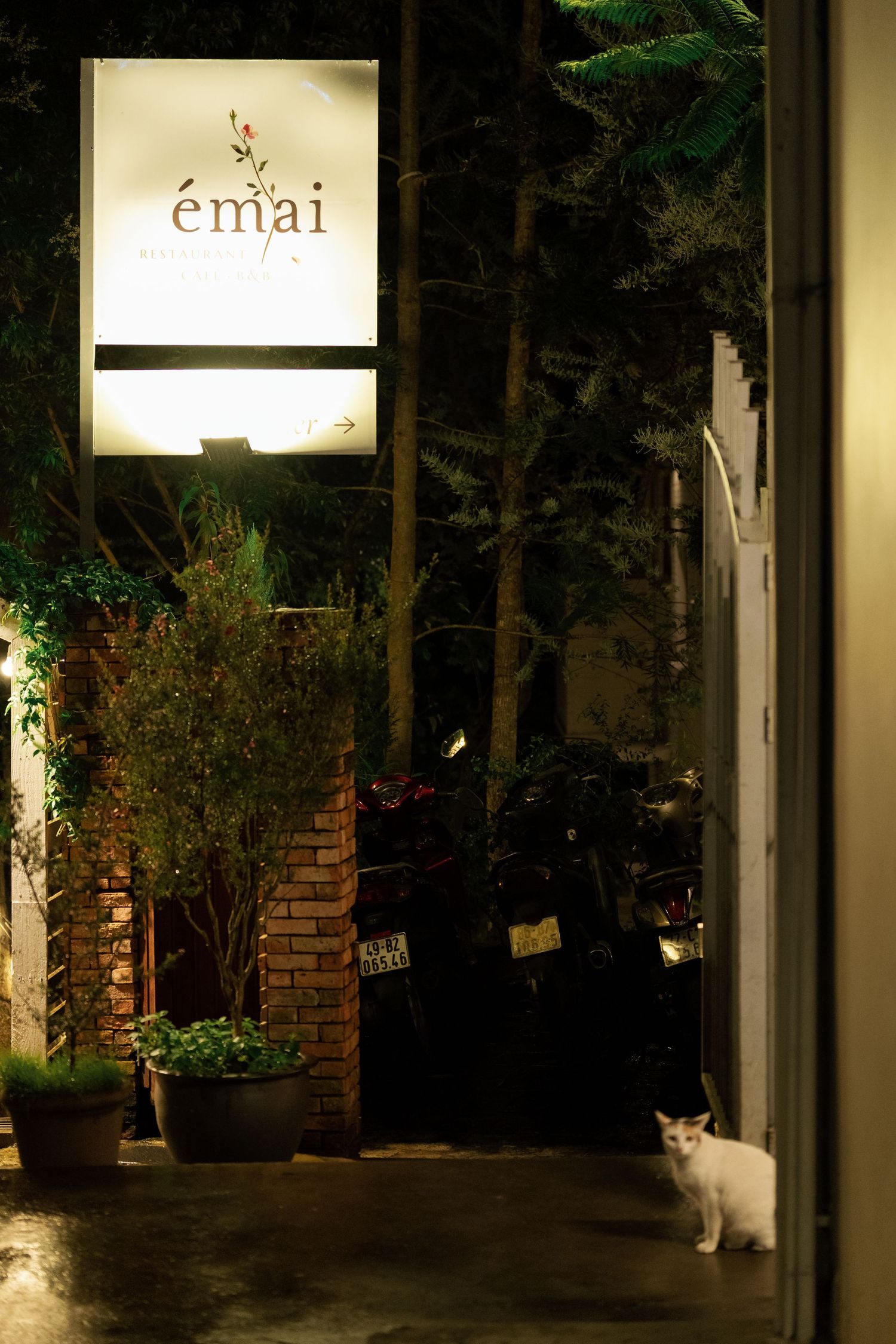 A white cat sits near the illuminated entrance of Emai restaurant at night with potted plants and motorcycles visible.
