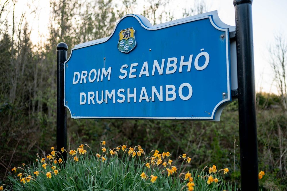 Blue street sign reading 'Droim Seanbho' mounted on a pole with yellow daffodils blooming below.