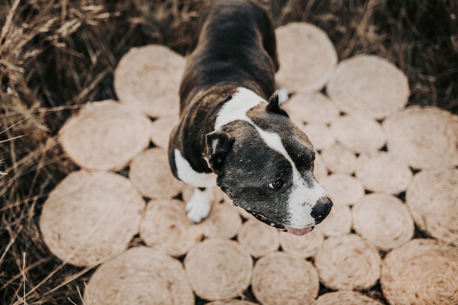 a rescued fur baby smiles as he plays during family photos