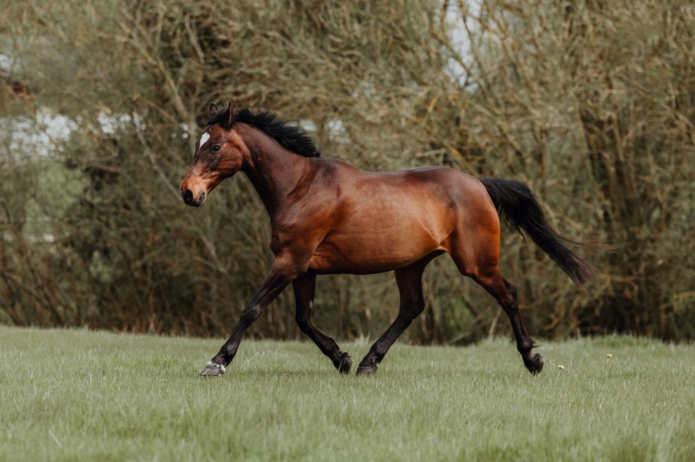 A majestic bay horse gallops freely across a green pasture with trees in the background.