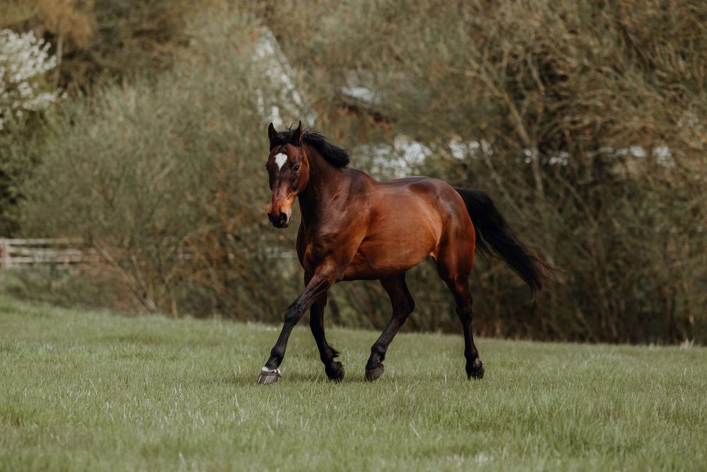 A beautiful bay horse canters freely through a misty green field.