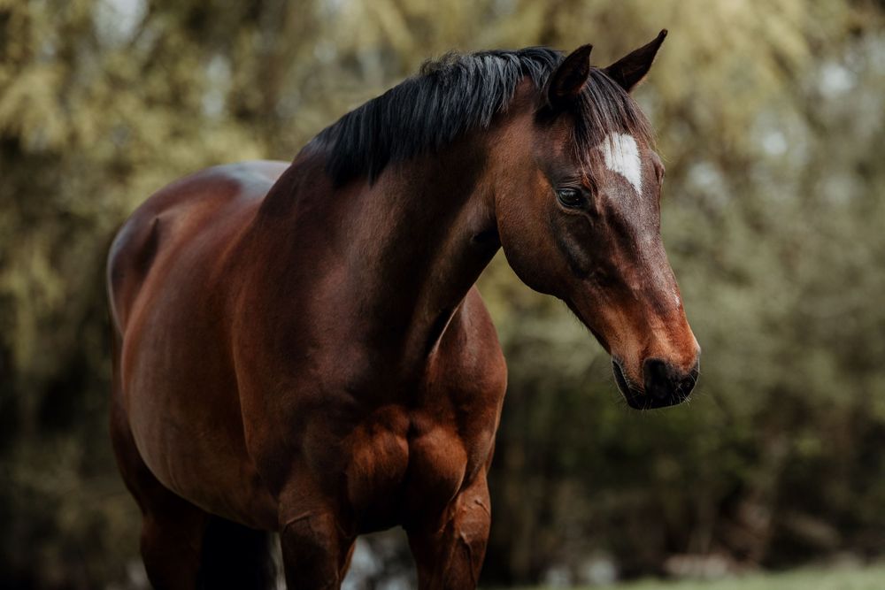 A majestic bay horse with dark mane stands in profile against a blurred natural background.