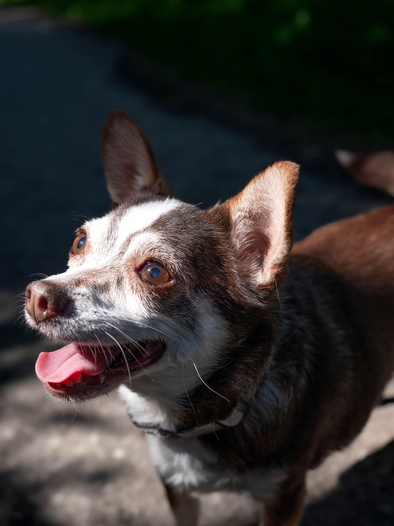 chihuahua in nutbrook ilkeston