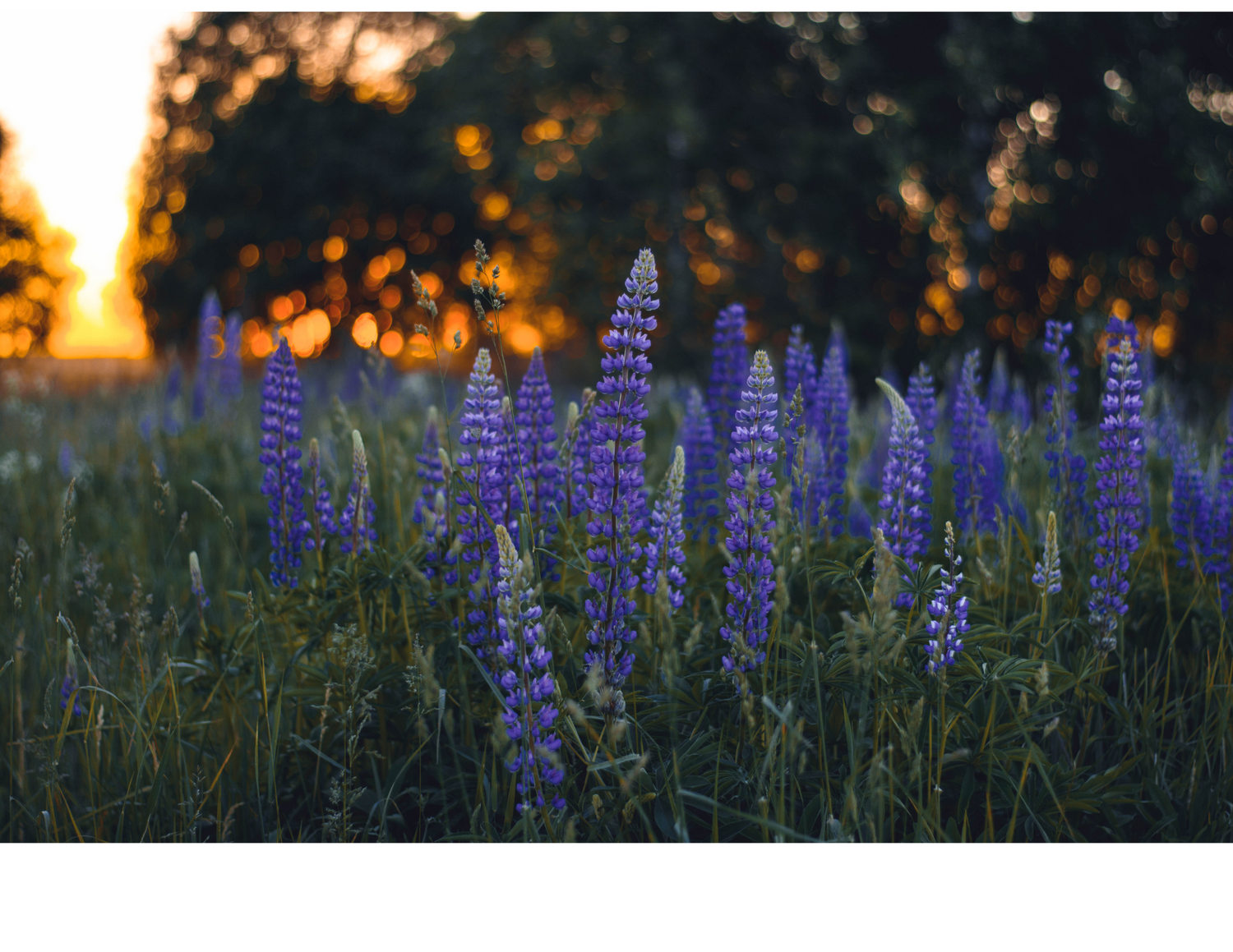 Lupine wildflowers at sunset in a field