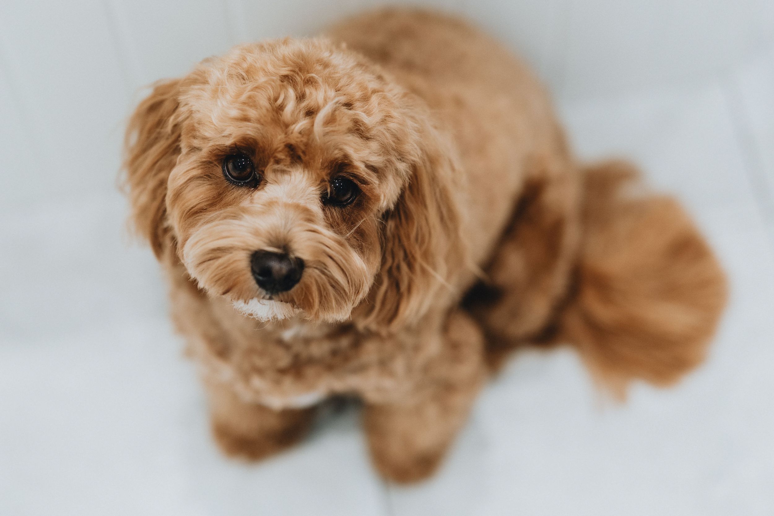 Adorable brown teddy bear poodle looking up at camera with sweet expression on light background.