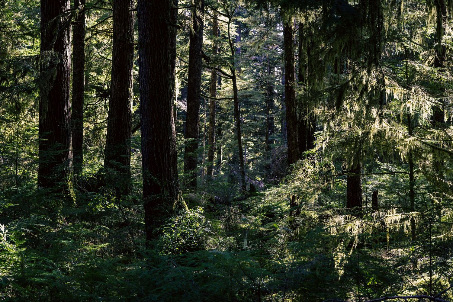 Sunlight filters through tall evergreen trees in a lush Pacific Northwest forest creating a mystical atmosphere on Haida Gwaii.