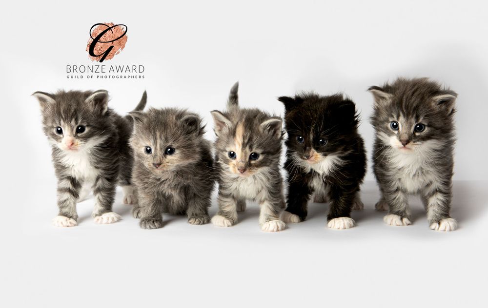 Five adorable fluffy gray and white Maine Coon kittens sitting in a row against a white background.