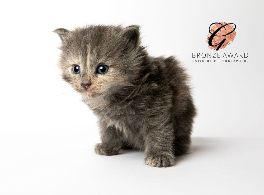Adorable gray and white fluffy kitten looking sideways against white background with bronze award logo.