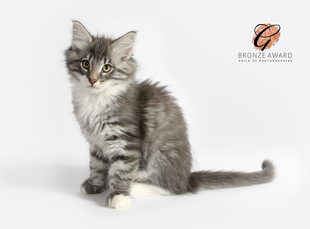 Fluffy gray and white longhaired kitten sitting against white background displaying elegant pose in studio portrait.