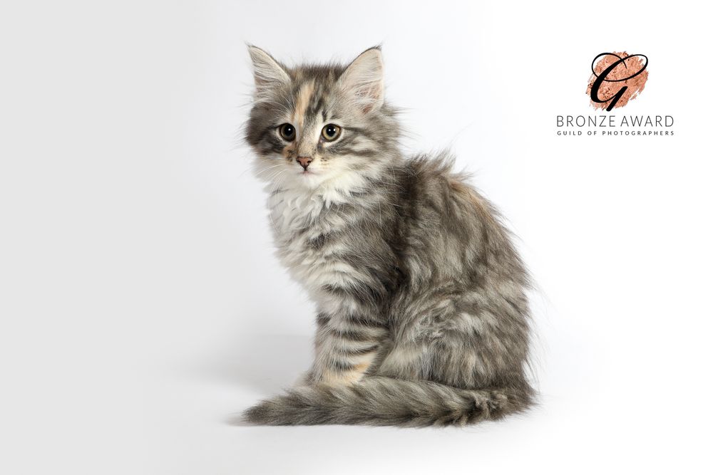 A fluffy silver Persian cat with long fur sitting gracefully in different poses against a white backdrop.