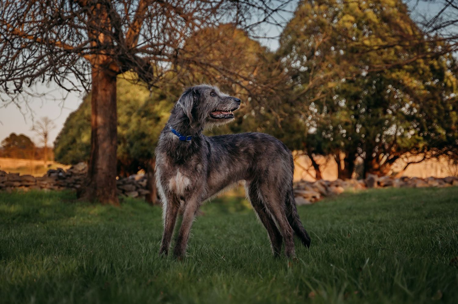 Berryville VA dog photographer captures a majestic Irish Wolfhound in a beautiful outdoor setting, book your dog photography session today!