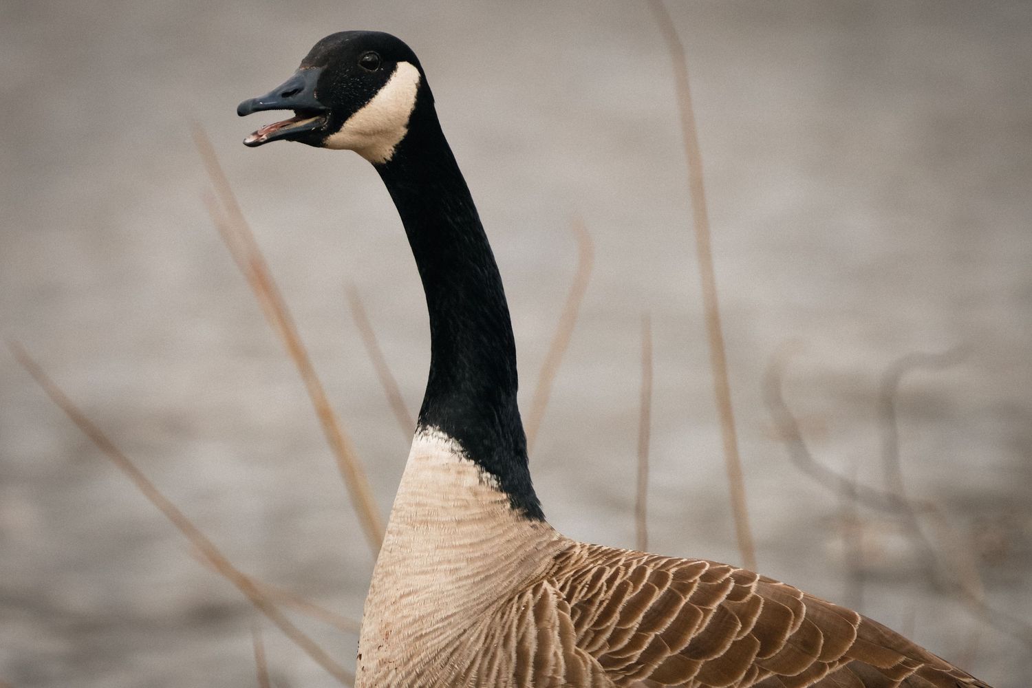 Close-up portrait of a Canada goose showing distinctive black head and neck with white chin strap markings against blurred background.