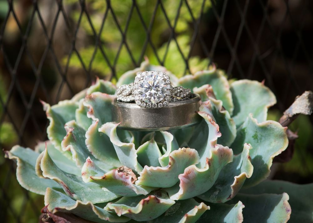Diamond engagement ring nestled on a pale green succulent plant in macro photography.
