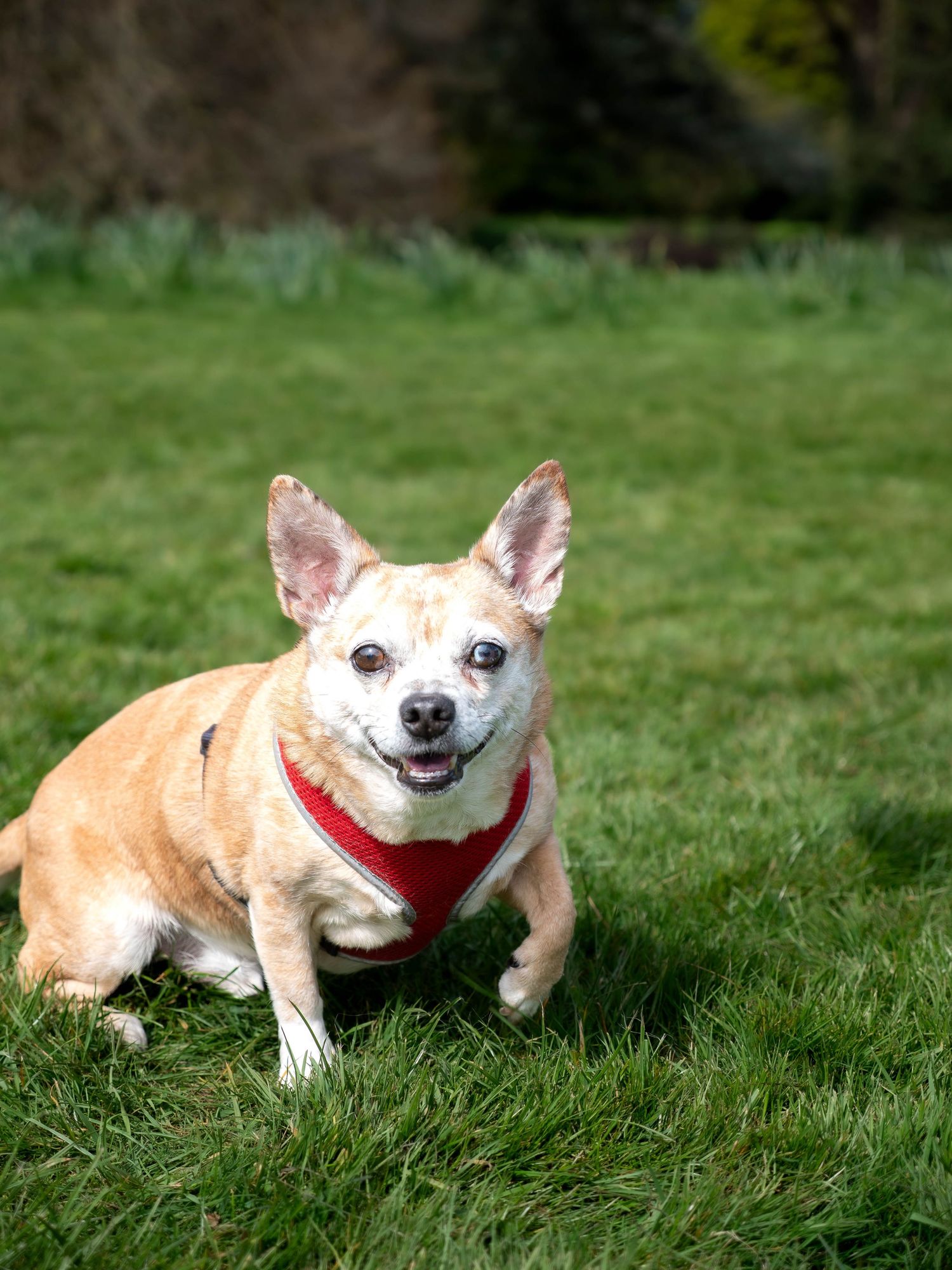 chihuahua in Darley park field
